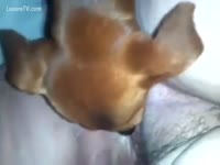 Nice dog licking anything that guy finds